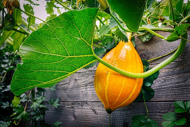 Amortisationsrechner: Wann rechnet sich Hochbeet & Mischkultur?